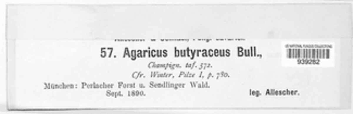 Rhodocollybia butyracea image